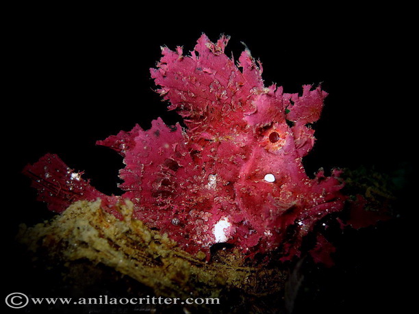 Divers and Critters - Anilao Diving Underwater Photography,Anilao Batangas.